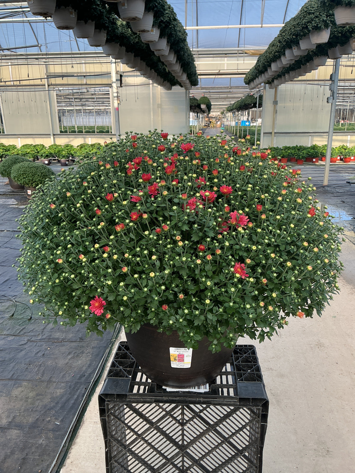 Jacqueline Tricolor (Mix 3) - 14" Deco Pot Garden Mum