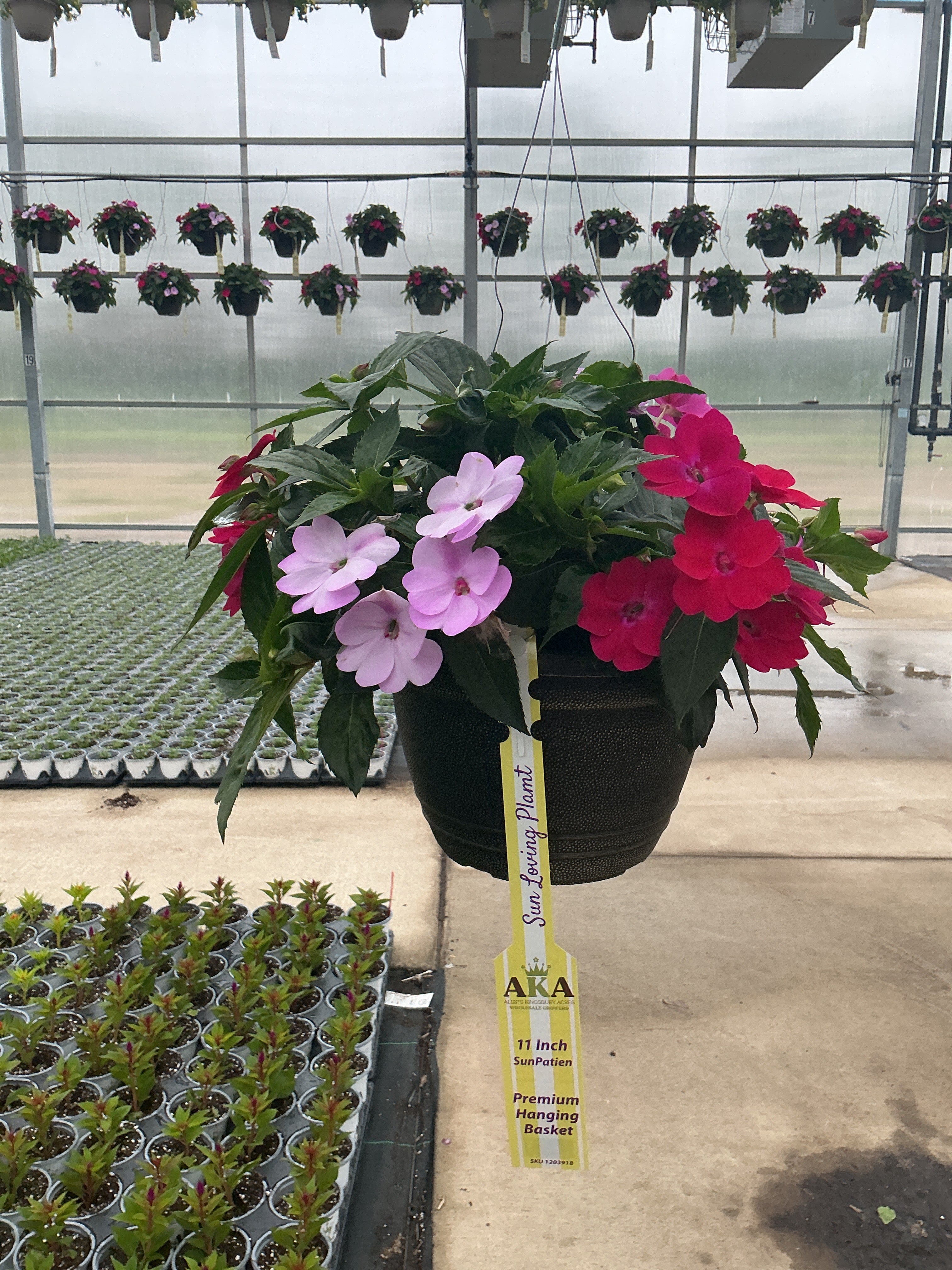 SunPatiens Happy Days Mix - 11" Hanging Basket