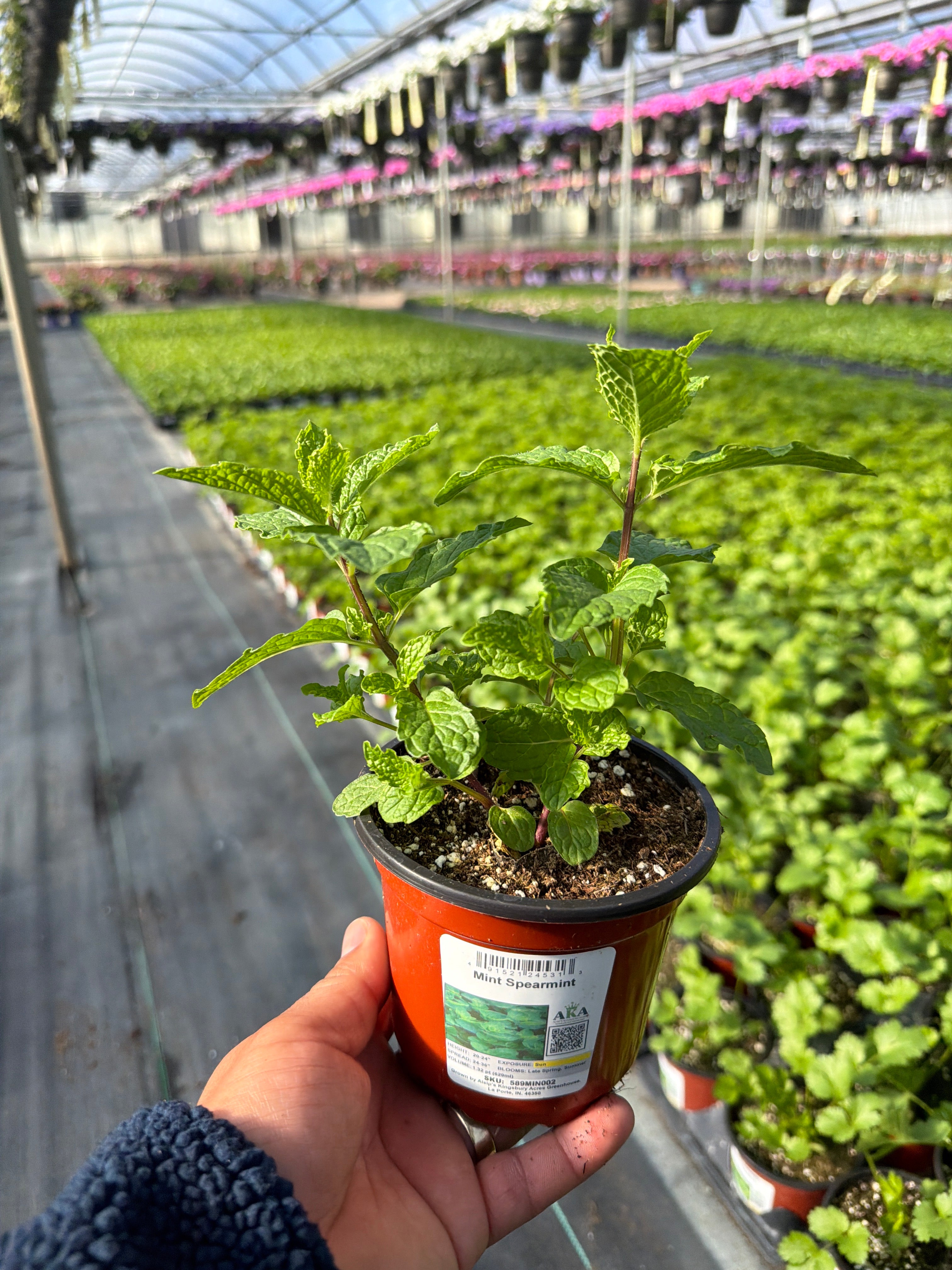Mint Spearmint - 4.33" Potted Herb
