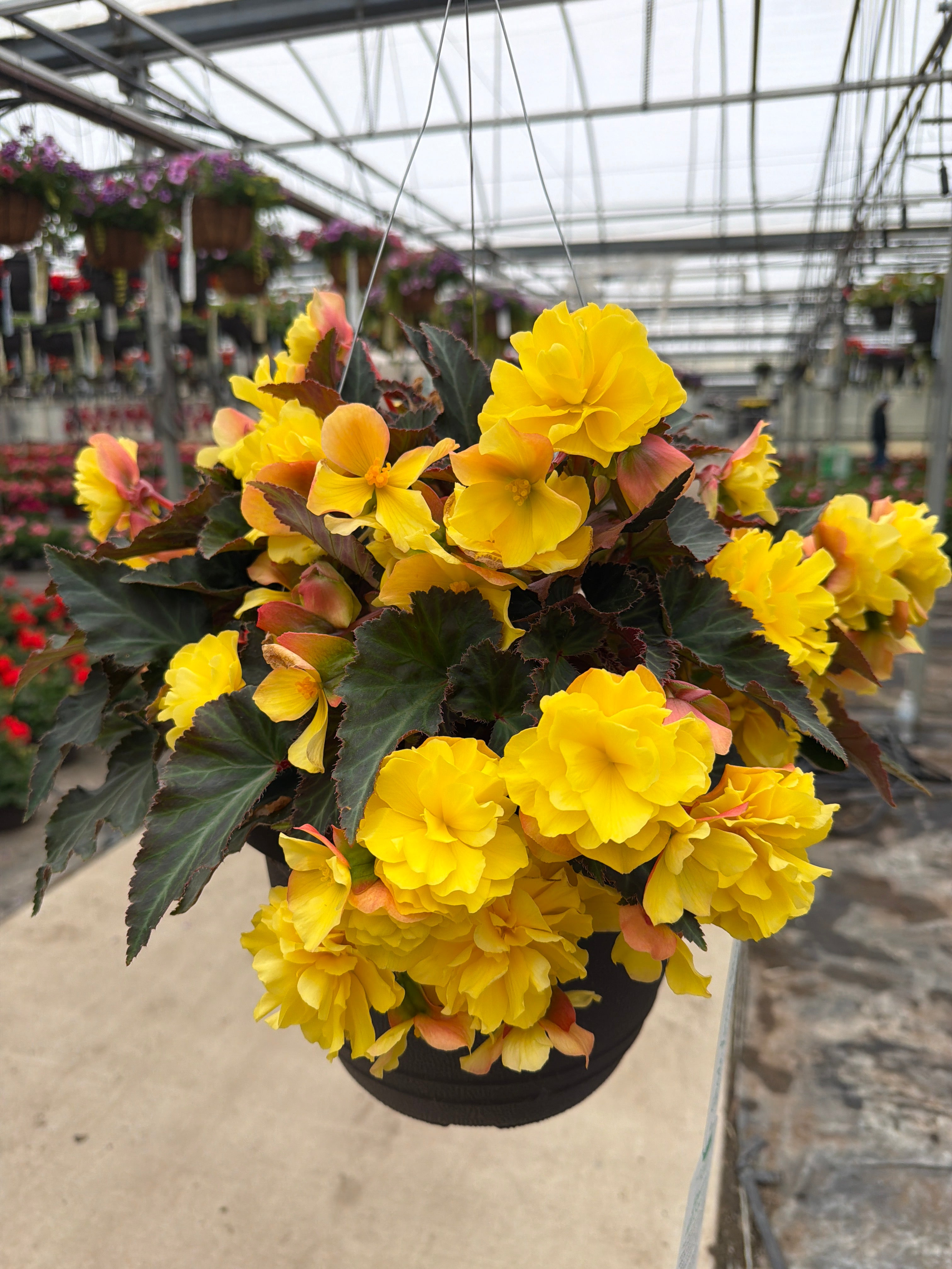 Begonia I'Conia Portofino Yellow - 11" Hanging Basket