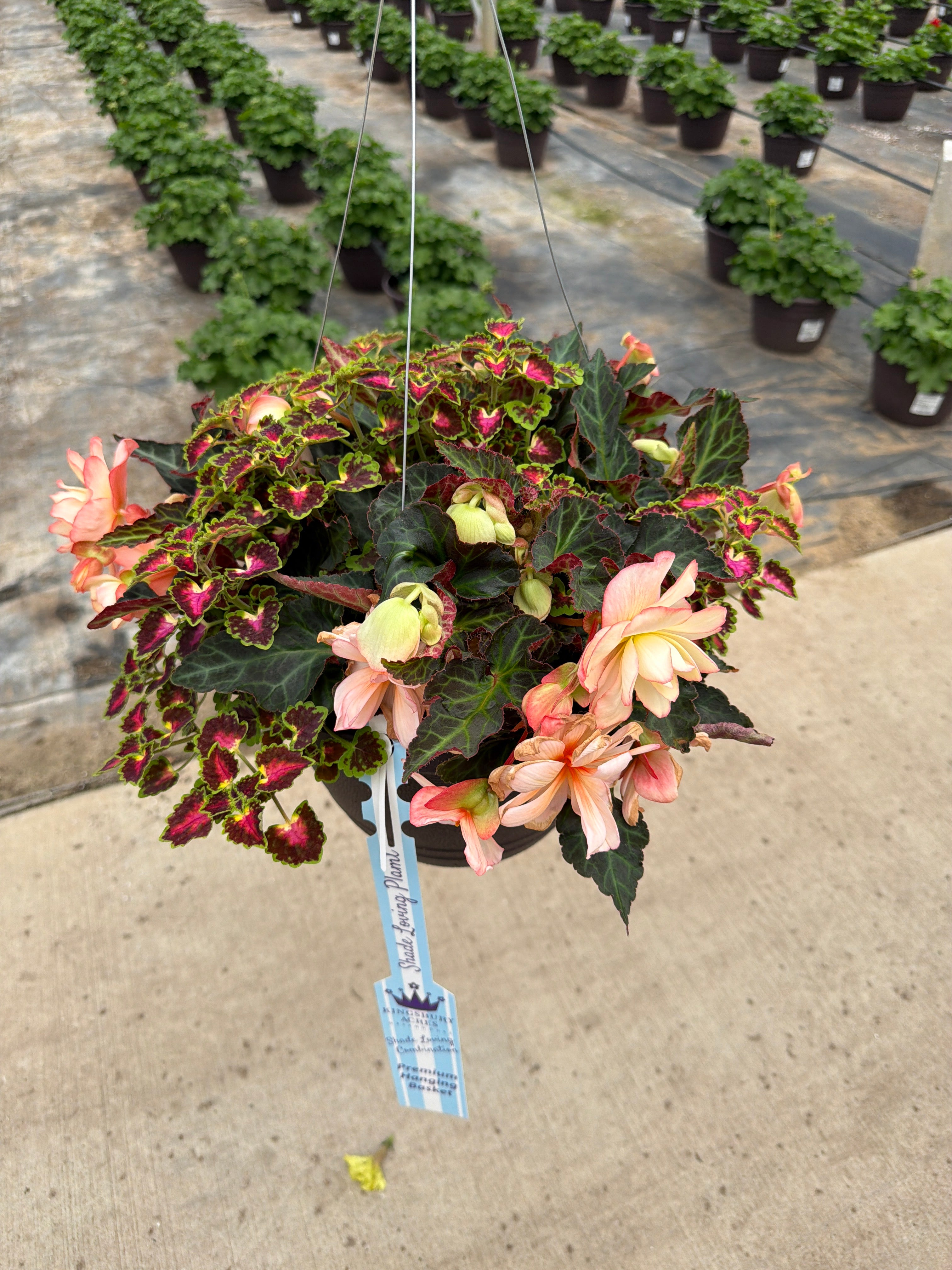 203 Miss Montreal - 11" Hanging Basket