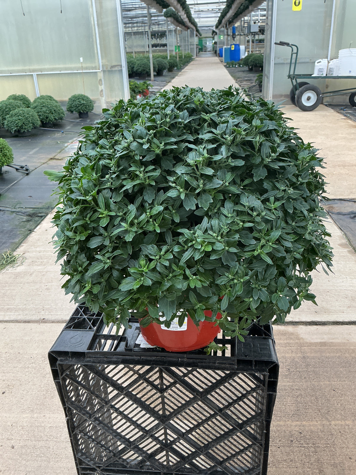 Celestial White - 8"x6" Potted Garden Mum