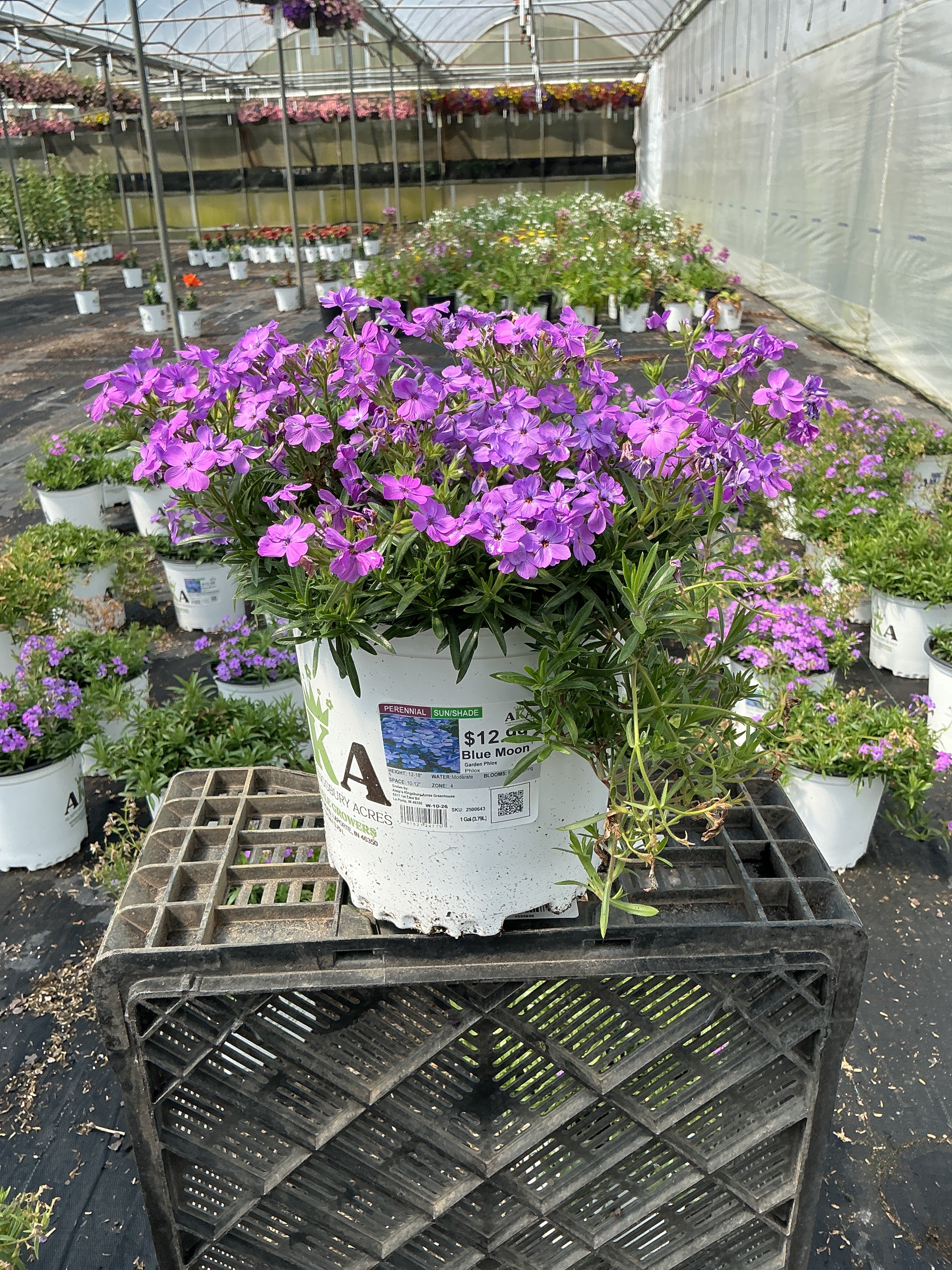 Phlox Garden Phlox Blue Moon