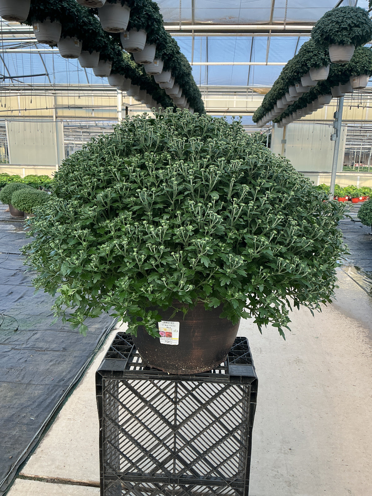 Tribeca Tricolor (Mix 4) - 14" Deco Pot Garden Mum
