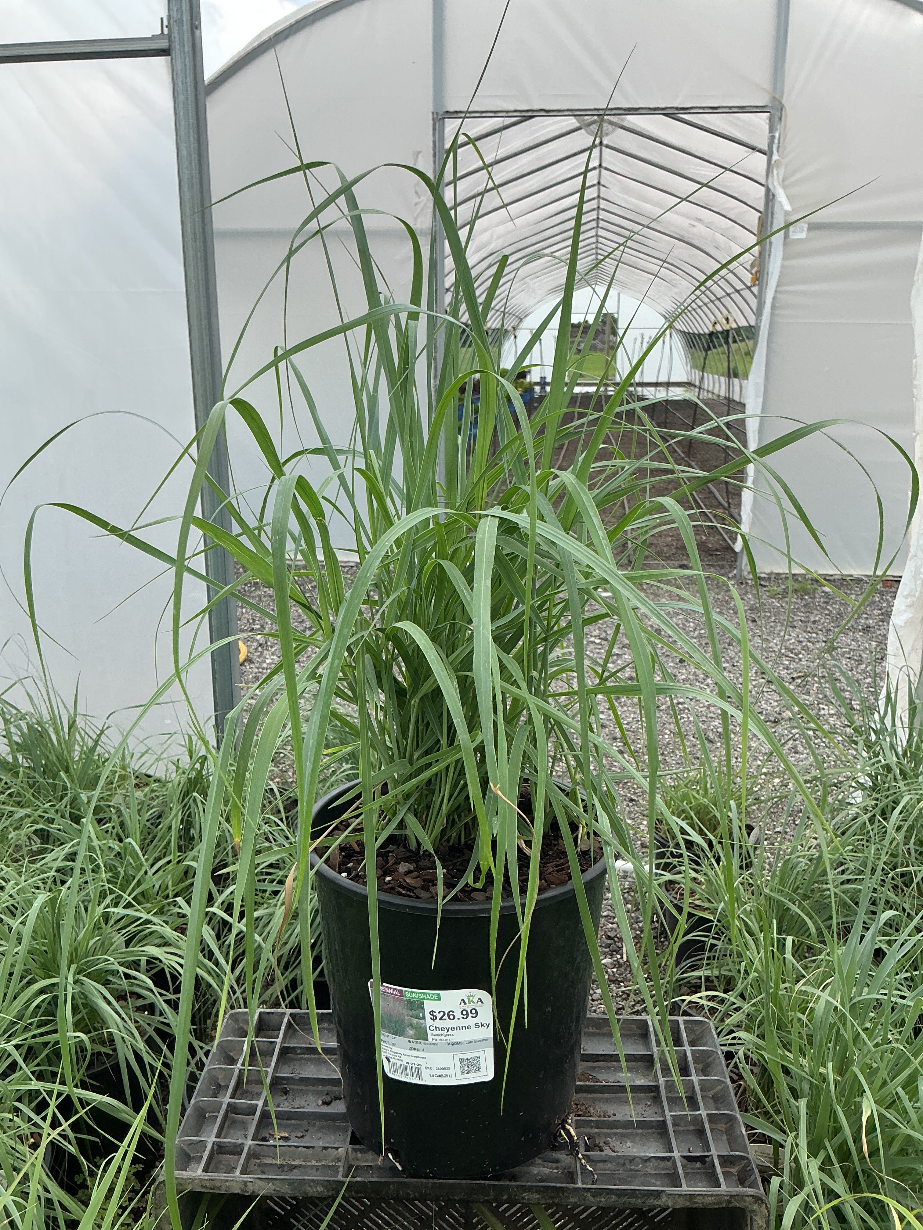 Panicum Switchgrass Cheyenne Sky