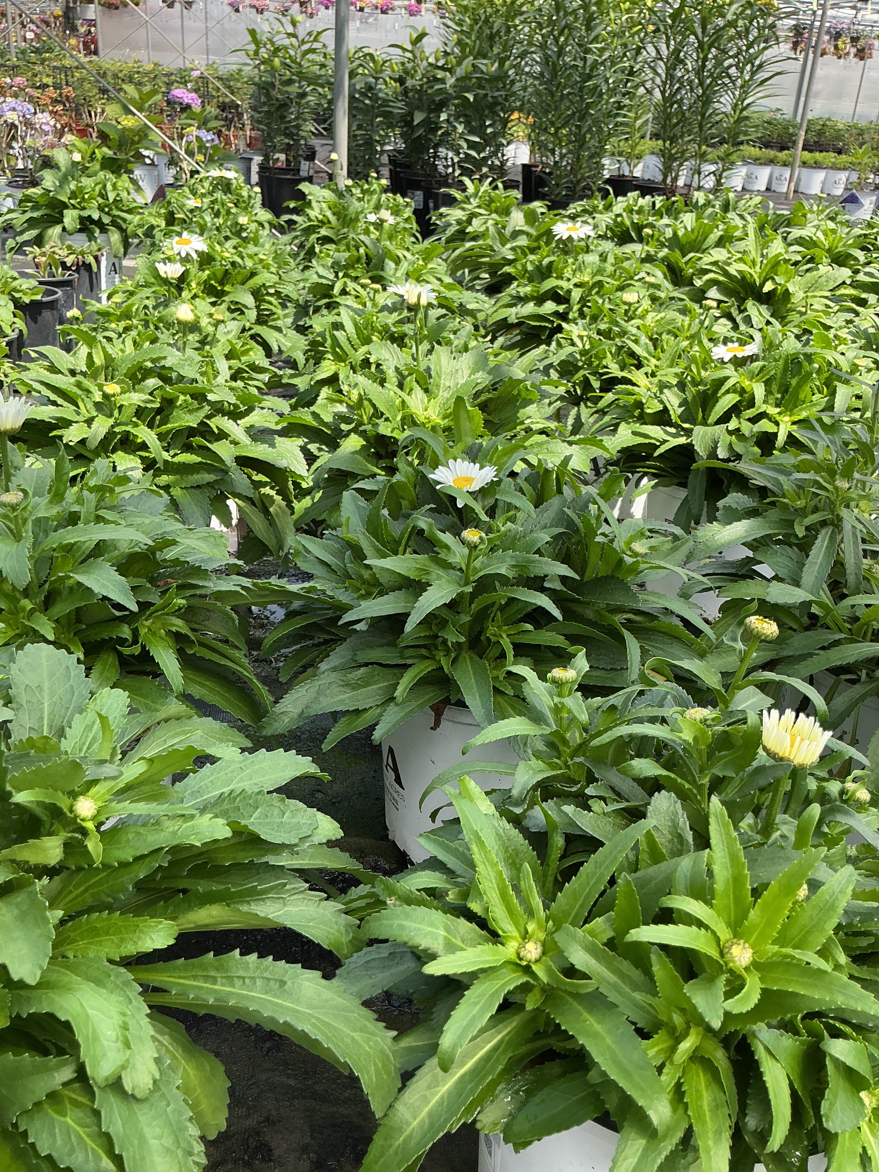 Leucanthemum Shasta Daisy Snowcap