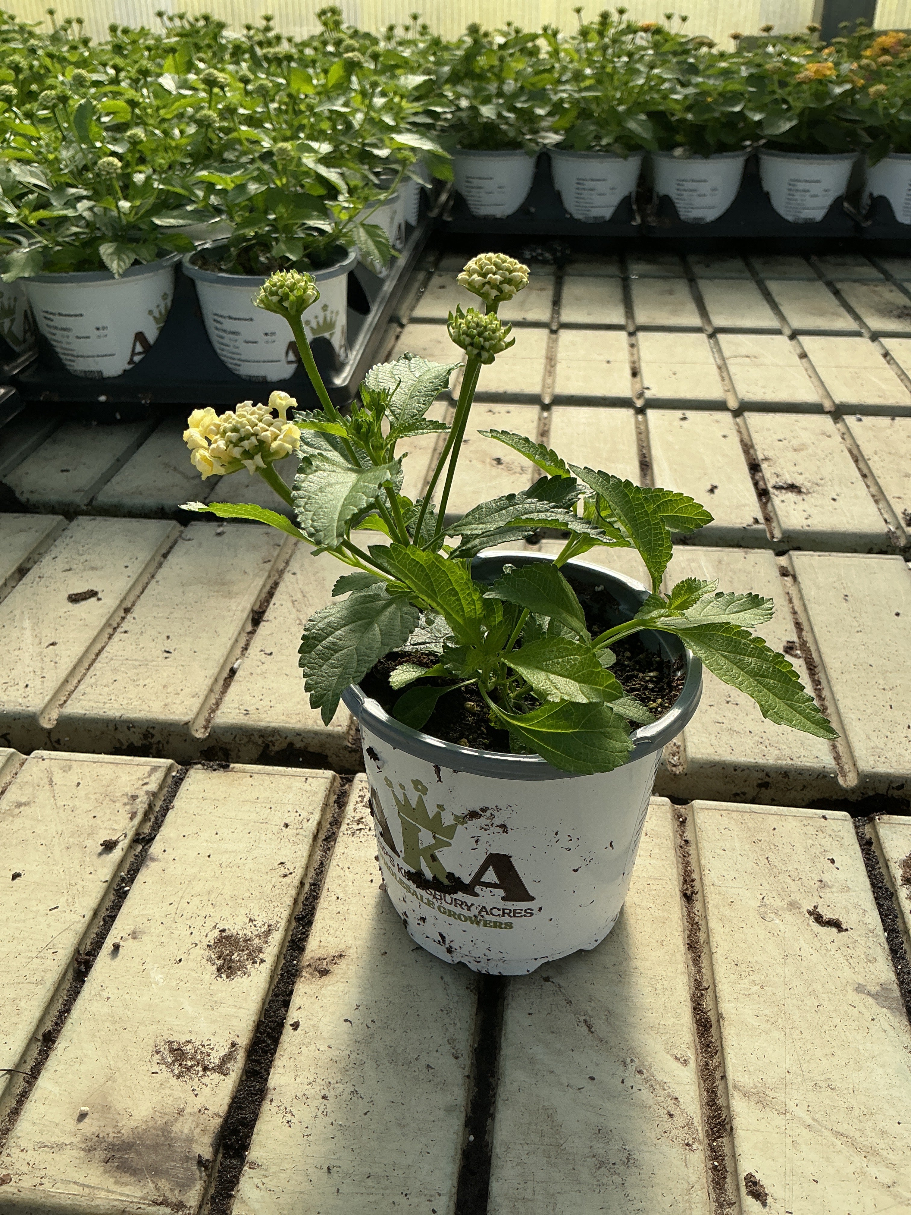 Lantana Shamrock White - 4.33" Premium Annual