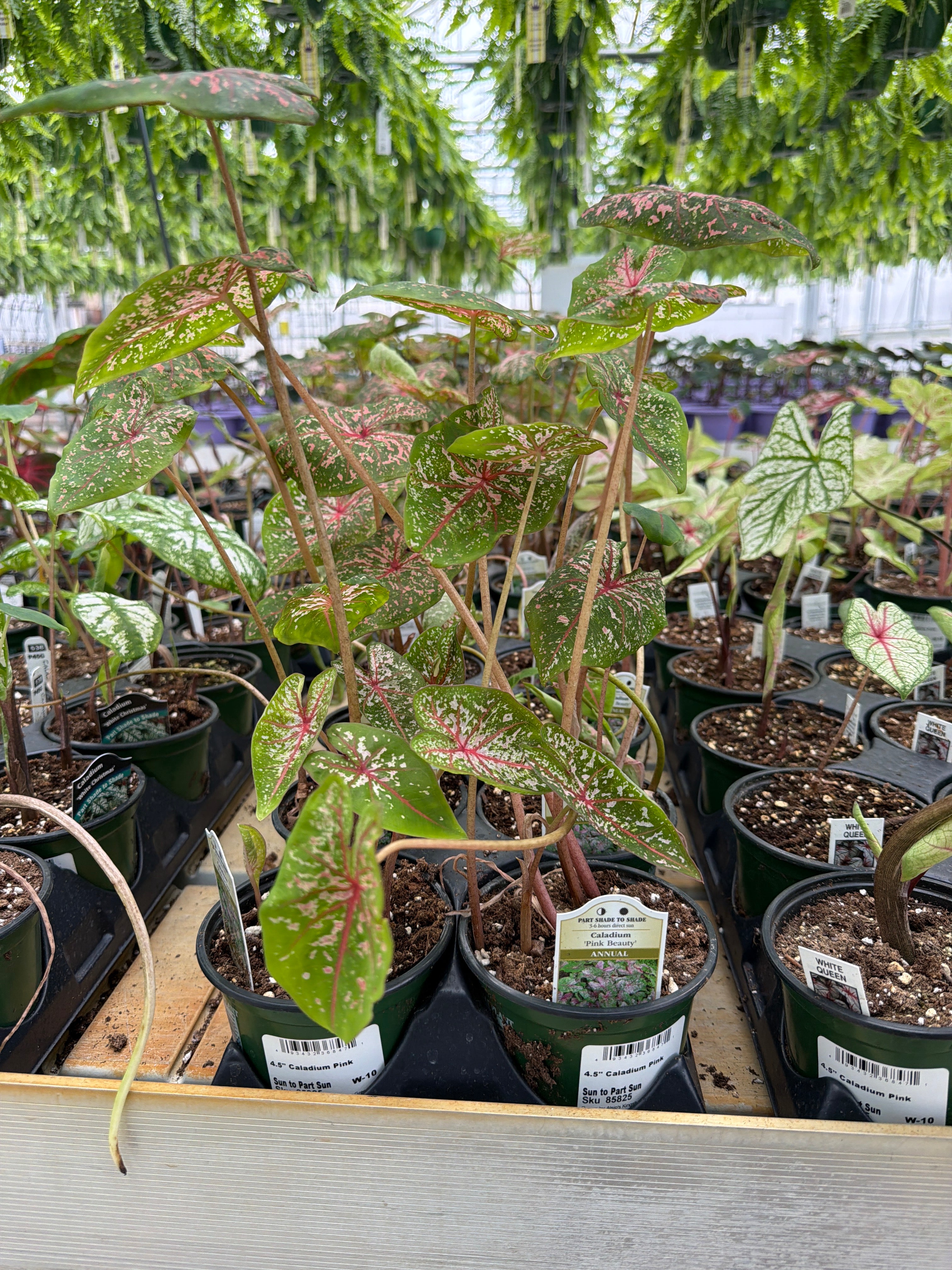 Caladium Pink