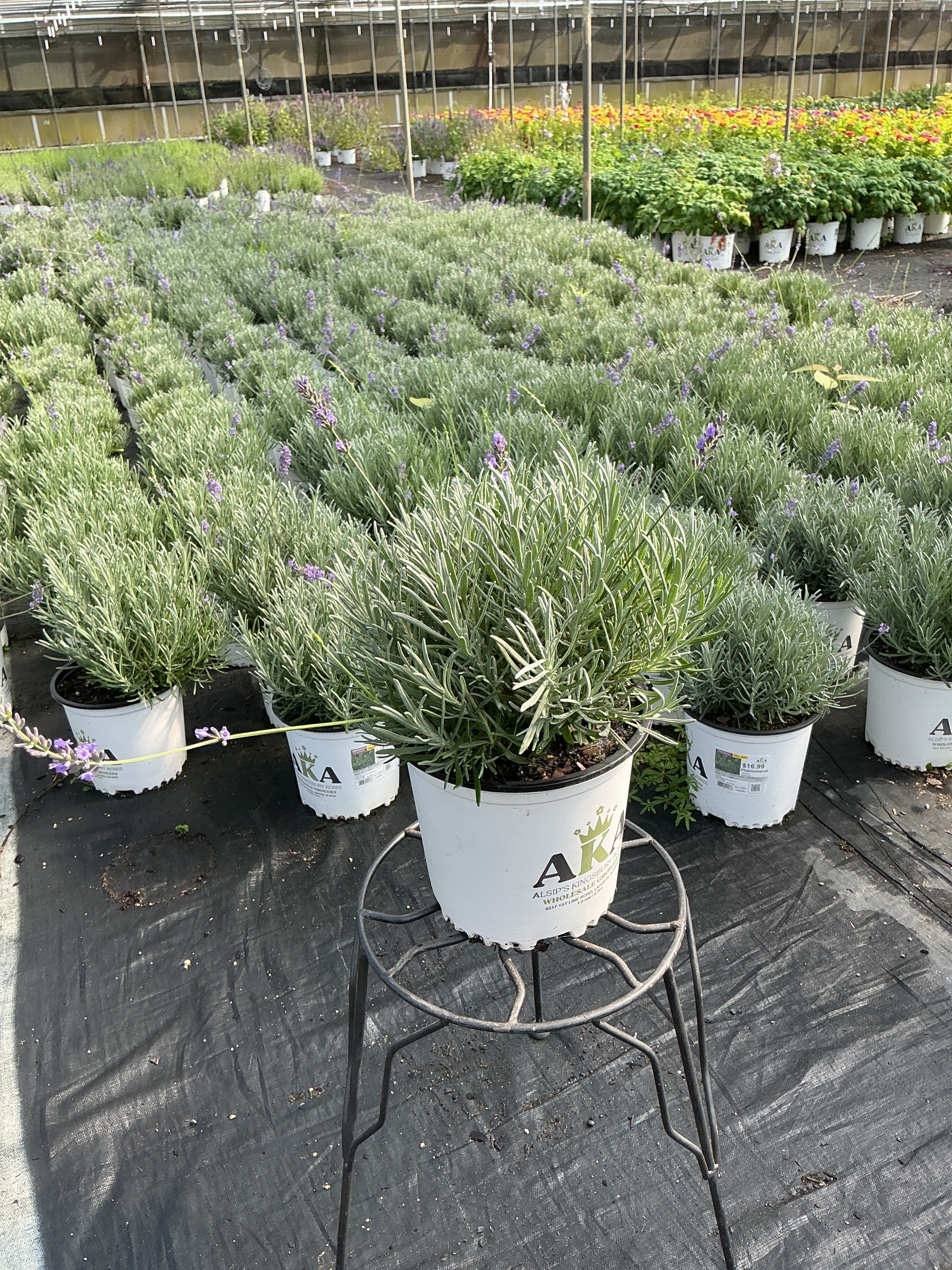 Lavandula Lavender Phenomenal