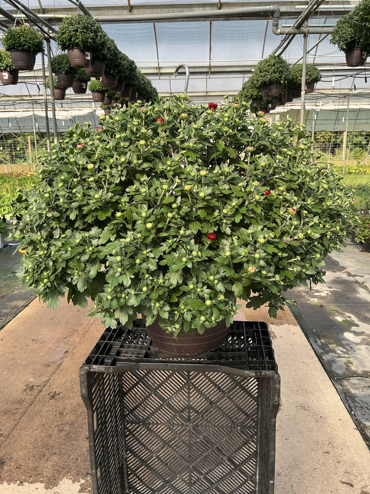 Five Alarm Red - 11" Garden Mum Hanging Basket