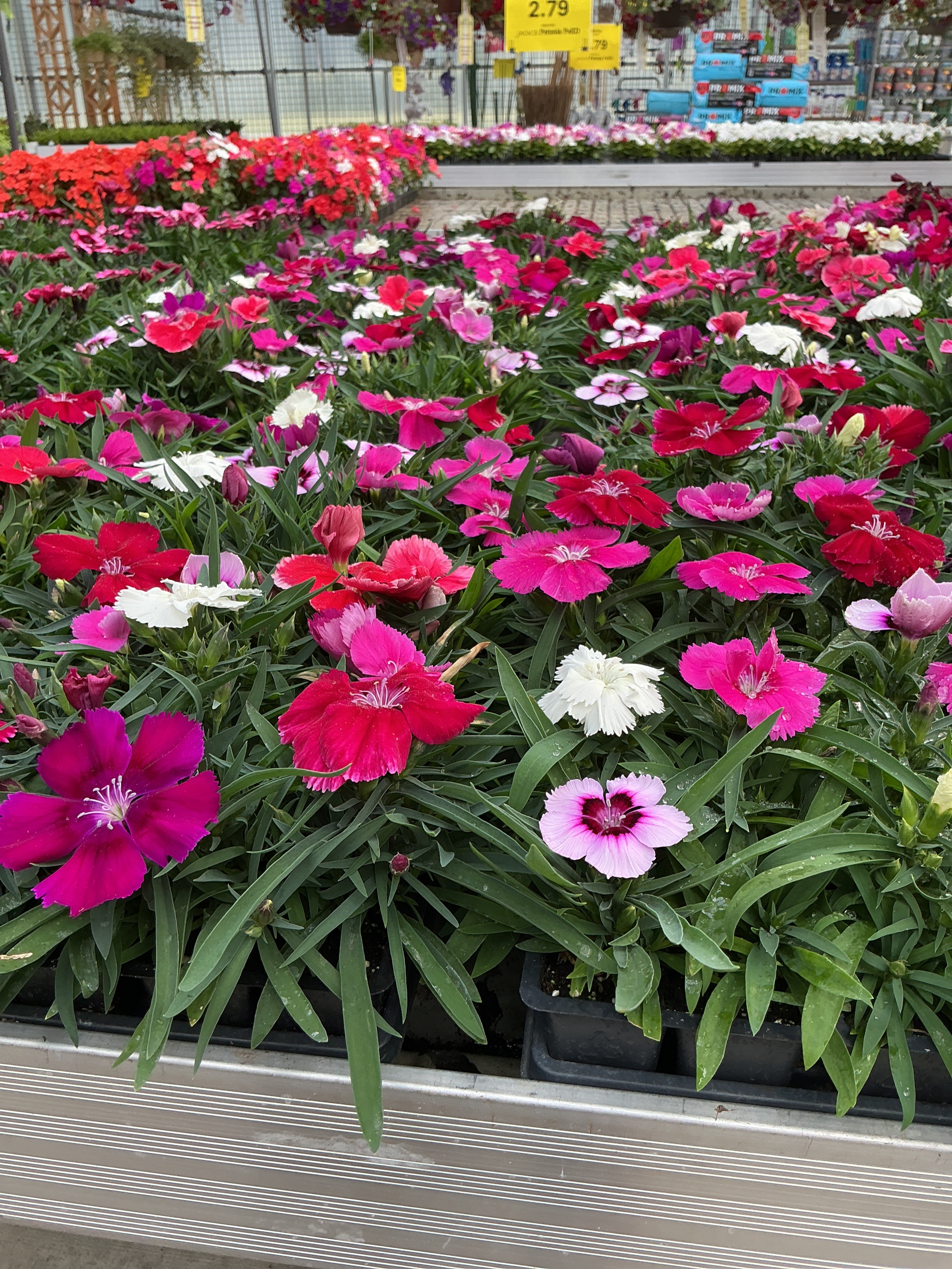 Dianthus Coronet Mix - 4 Pack Annual