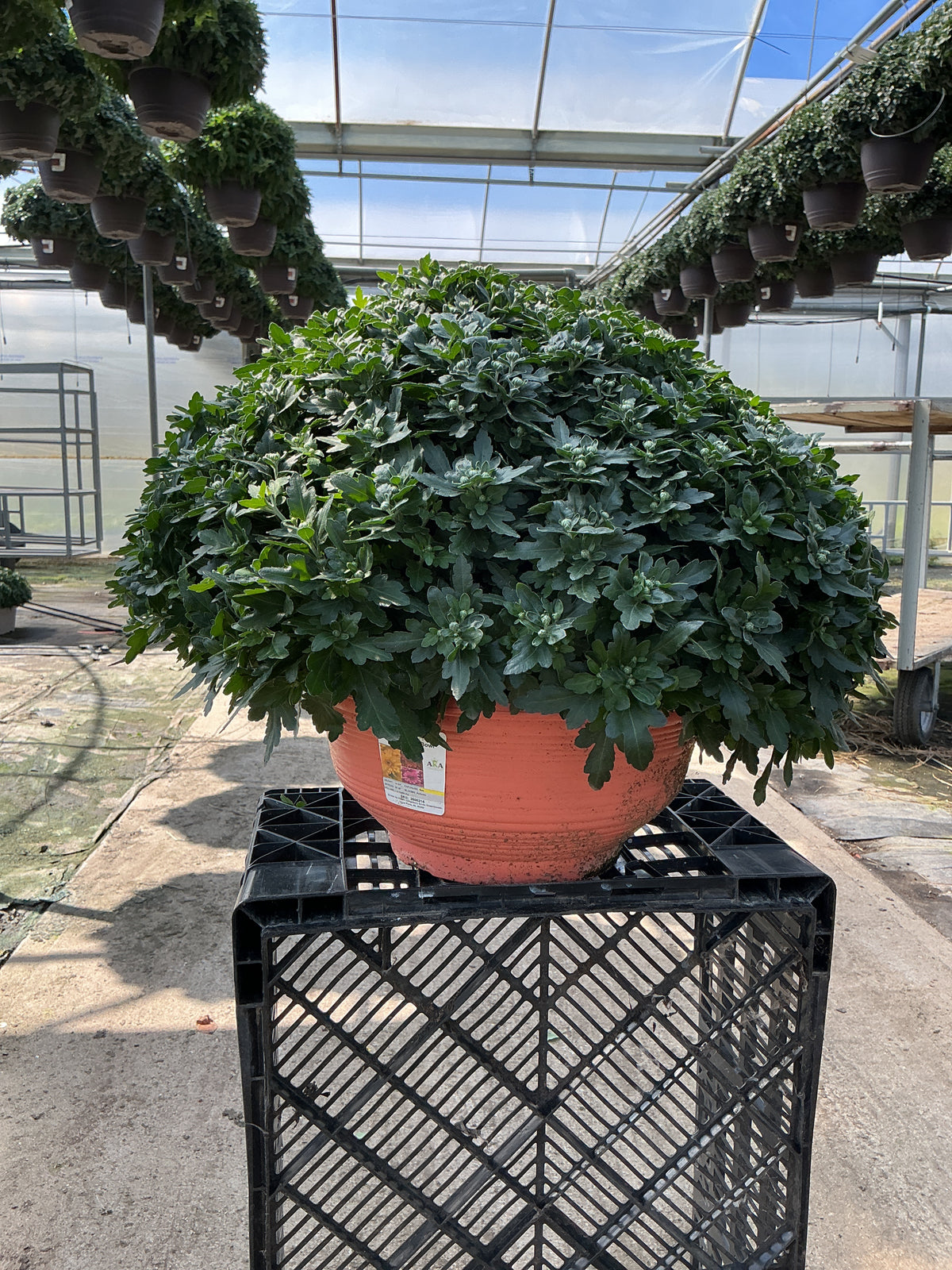 Axios Tricolor Garden Mum (Mix 3) - 12" Fall Bowl Planter