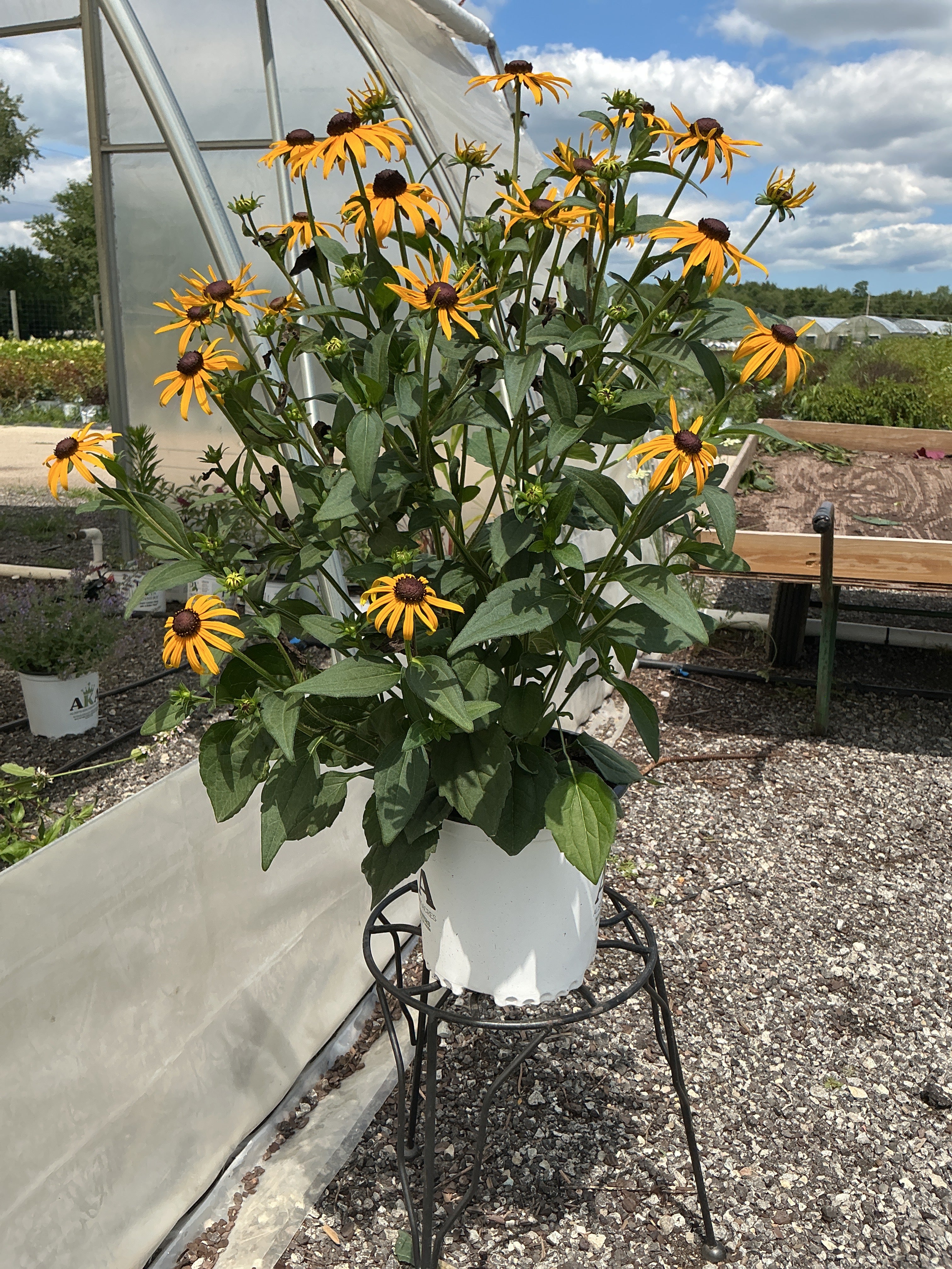 Rudbeckia Black Eyed Susan Goldsturm