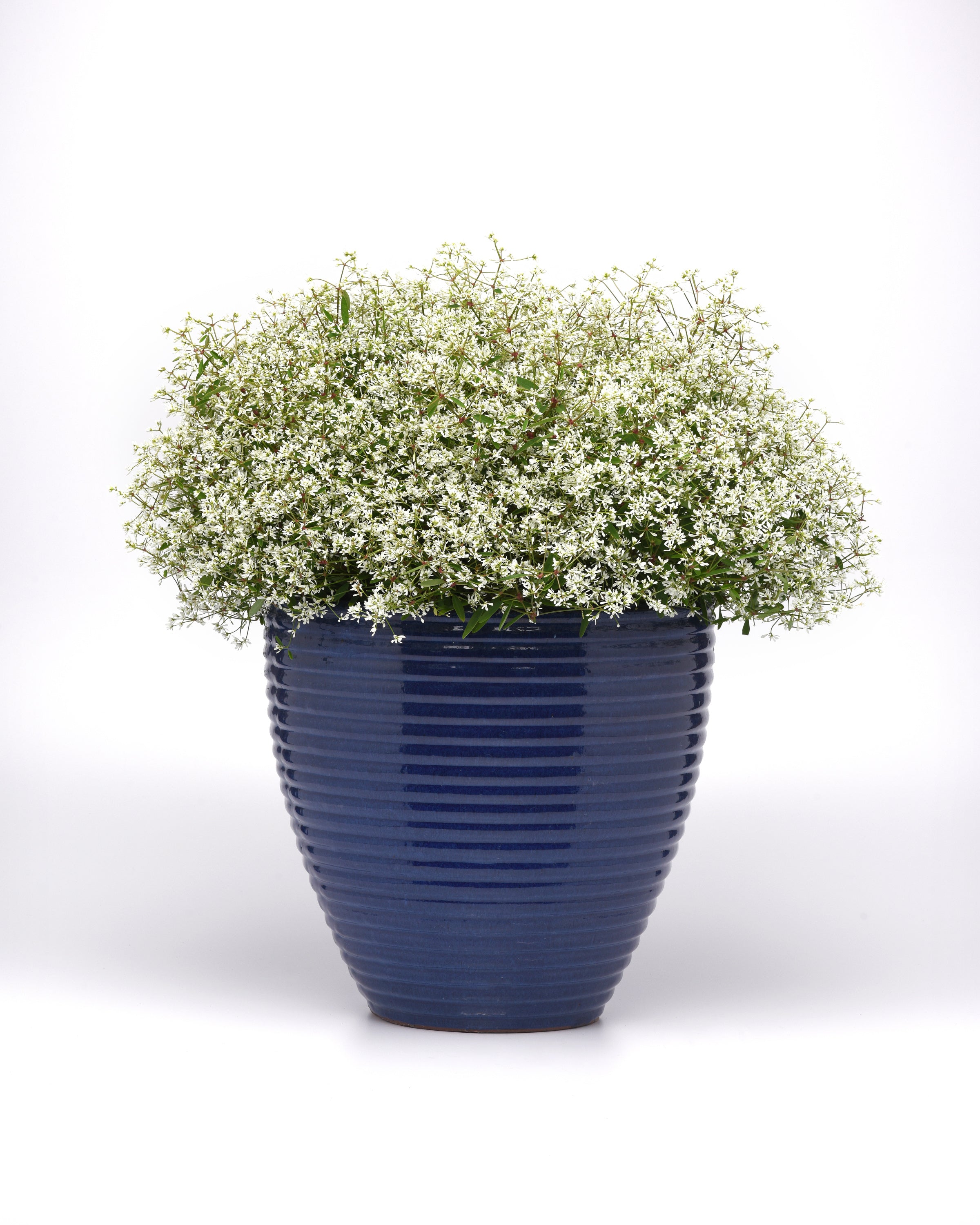 Euphorbia Flurry - 4.33" Premium Annual