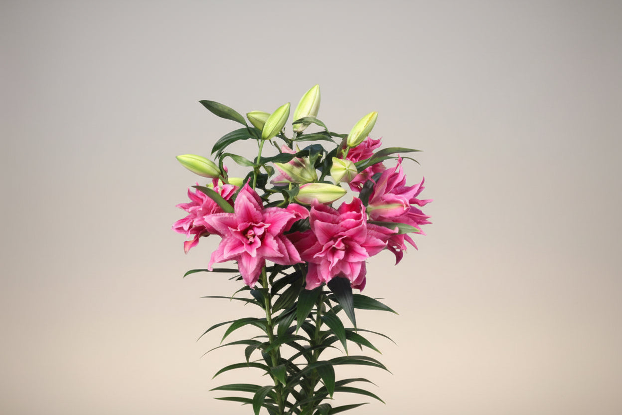 Lilium Lily Oriental Double Esra