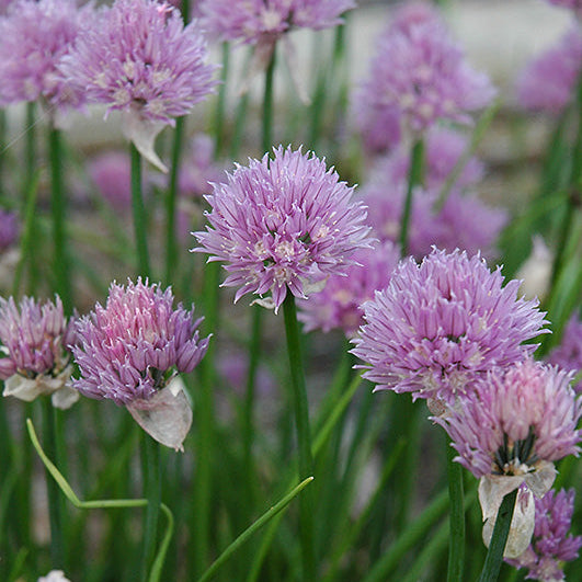 Chives - 4.33" Potted Herb