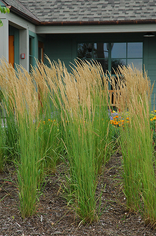 Calamagrostis Feather Reed Karl Foerster
