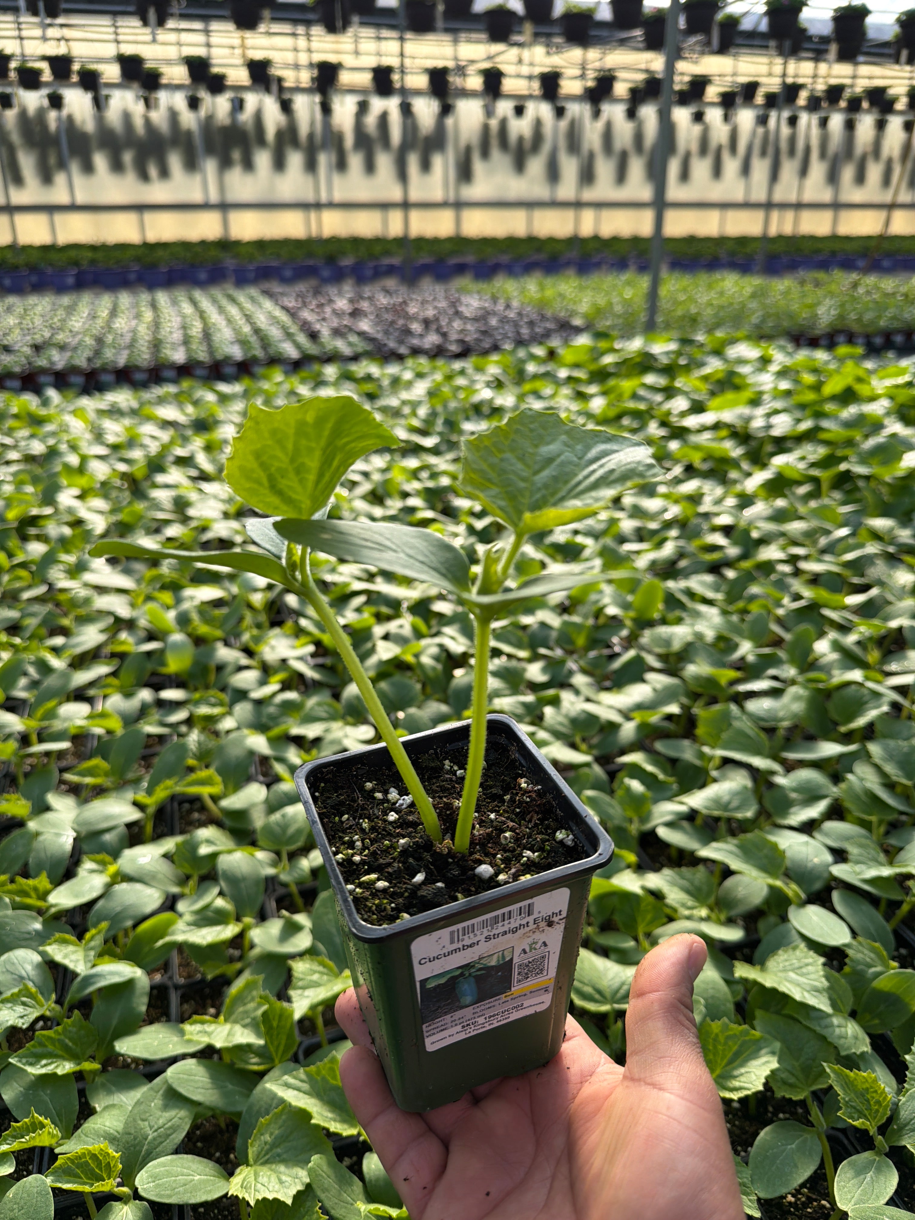 Cucumber Straight Eight - 4" Potted Vegetable