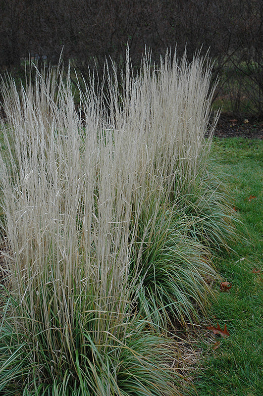 Calamagrostis Feather Reed Avalanche