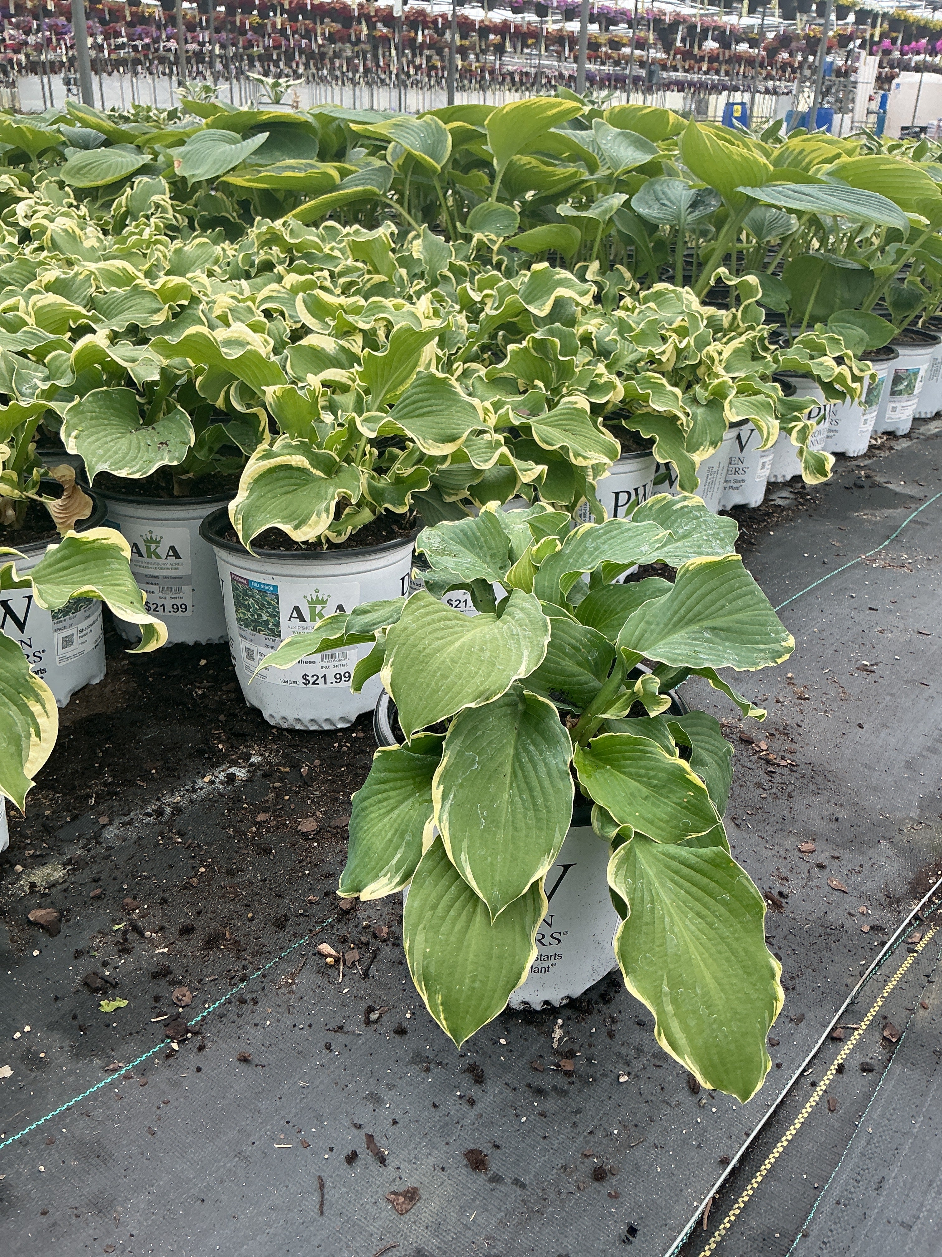 Hosta Plantain Lily Shadowland Wheee