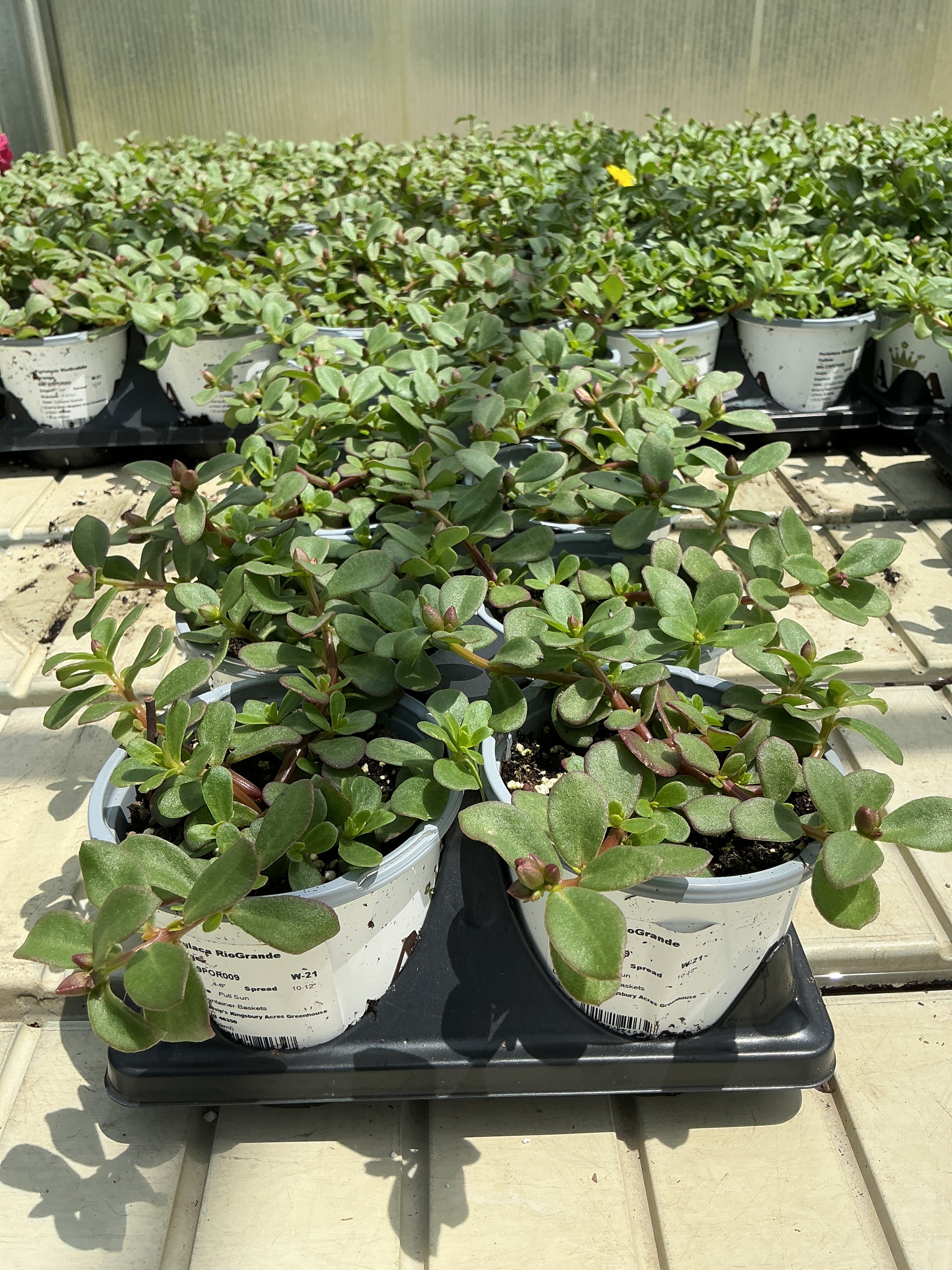 Purslane RioGrande Orange - 4.33" Premium Annual