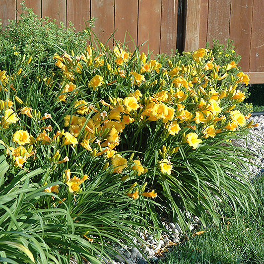 Hemerocallis Daylily Stella D'Oro