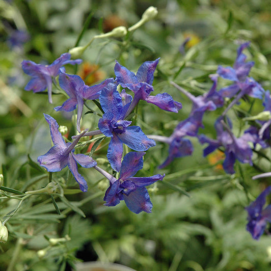 Delphinium Larkspur Blue Butterfly
