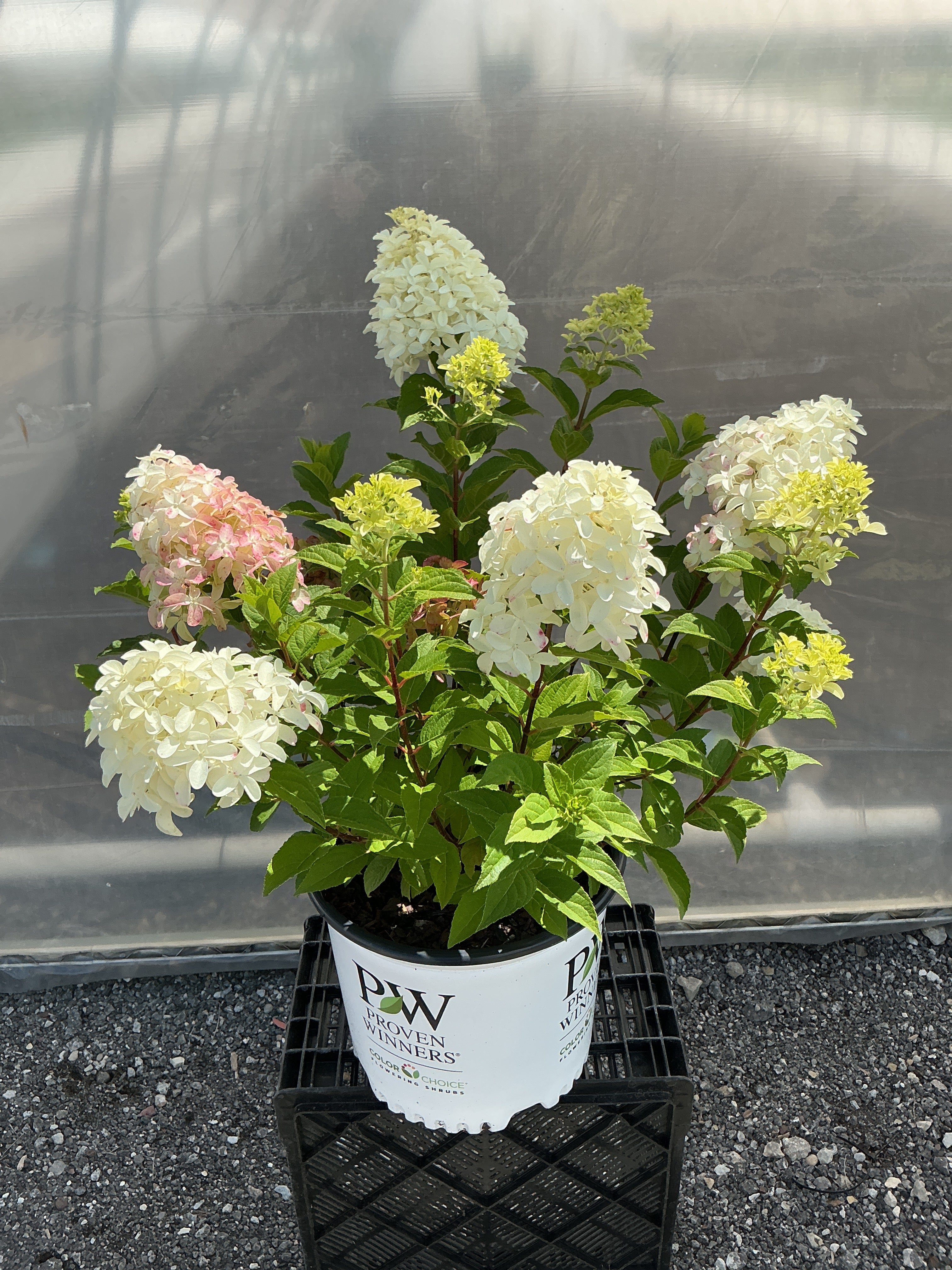 Hydrangea Quick Fire Fab