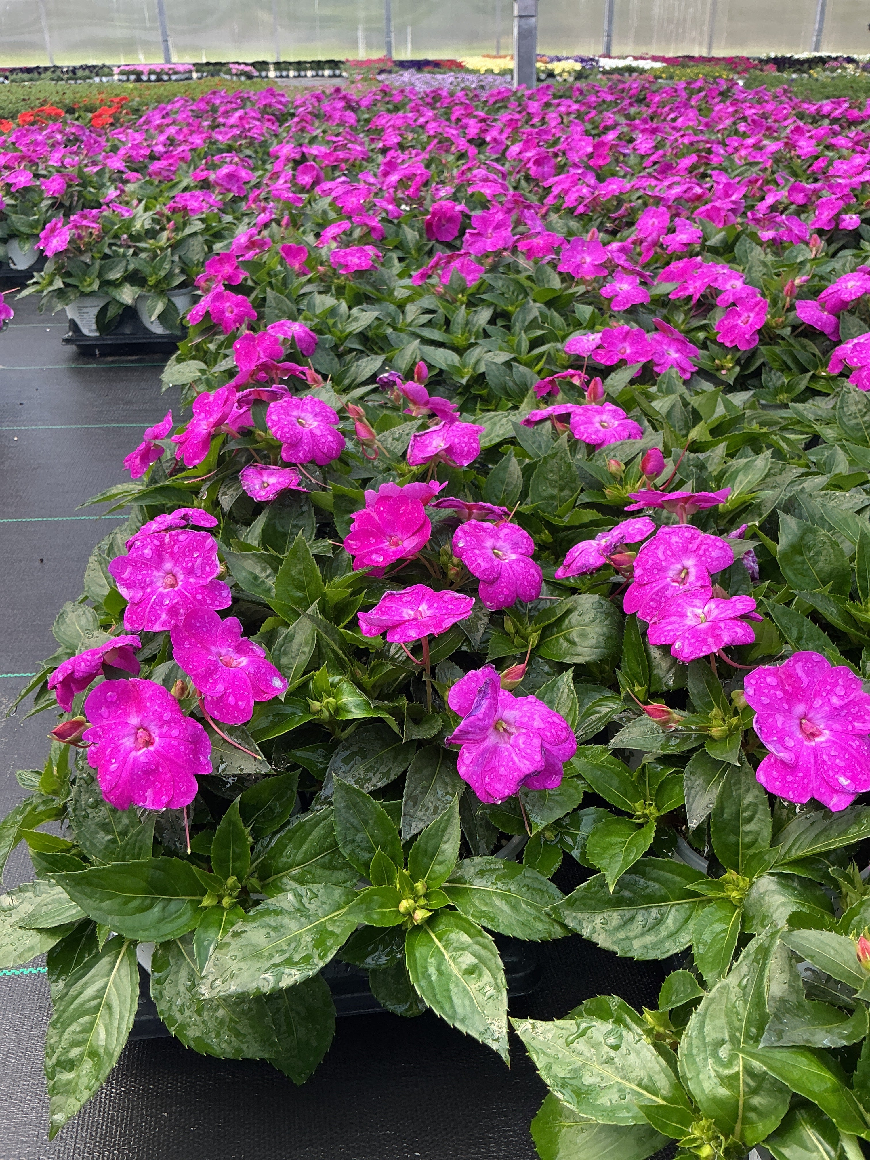 SunPatiens Lilac - 4.33" Premium Annual