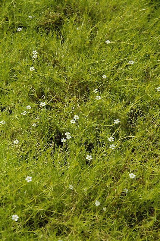 Sagina Moss Scotch - 6" Perennial
