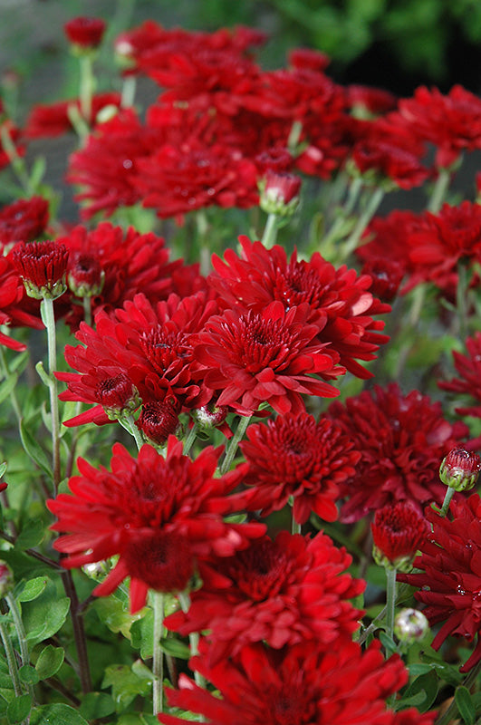 Five Alarm Red - 5" Potted Garden Mum