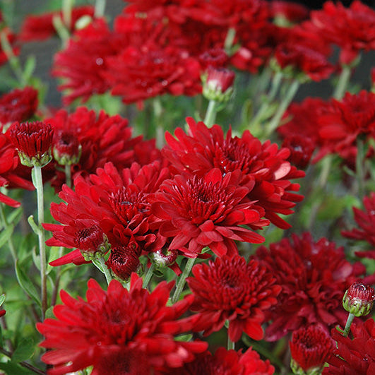 Five Alarm Red - 11" Garden Mum Hanging Basket