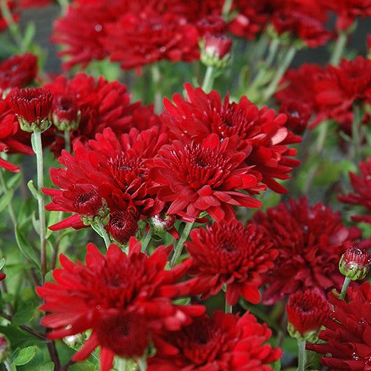 Five Alarm Red - 9"x6" Potted Garden Mum