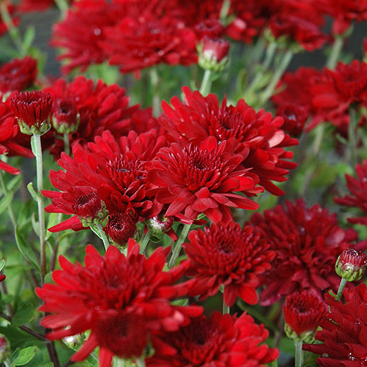 Five Alarm Red - 10" Deco Pot Garden Mum