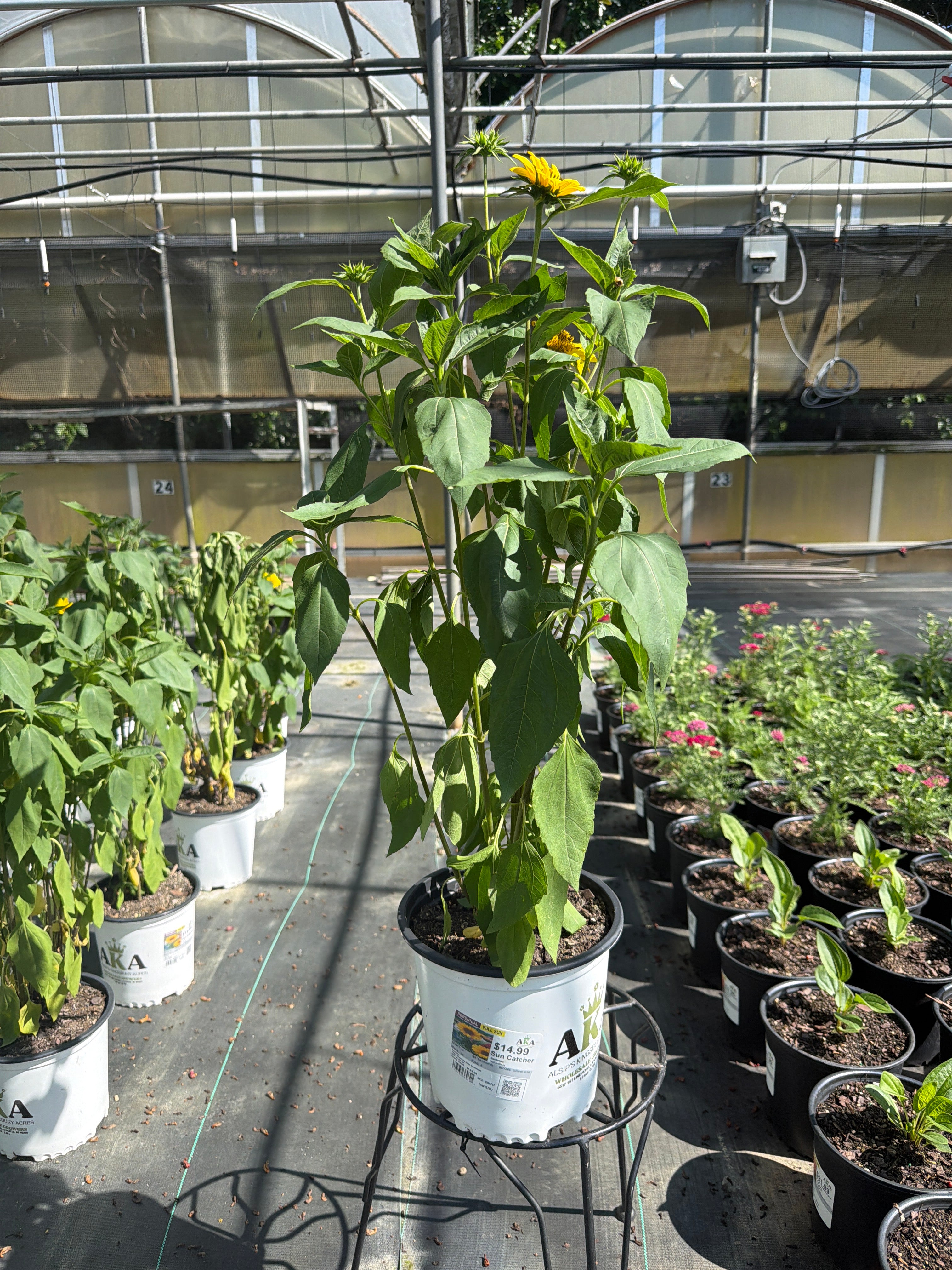 Helianthus Sunflower Sun Catcher
