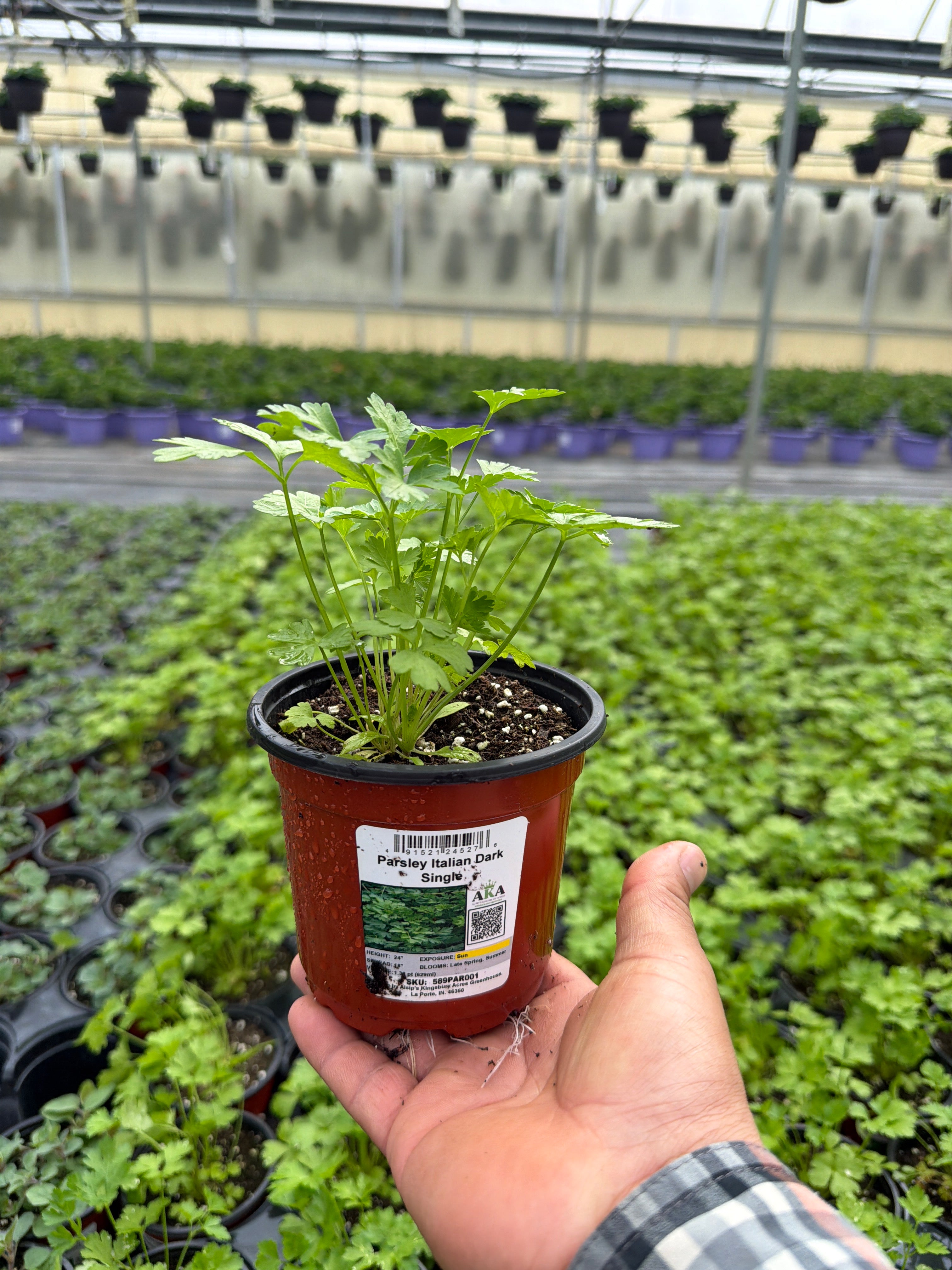 Parsley Italian Dark Single - 4.33" Potted Herb