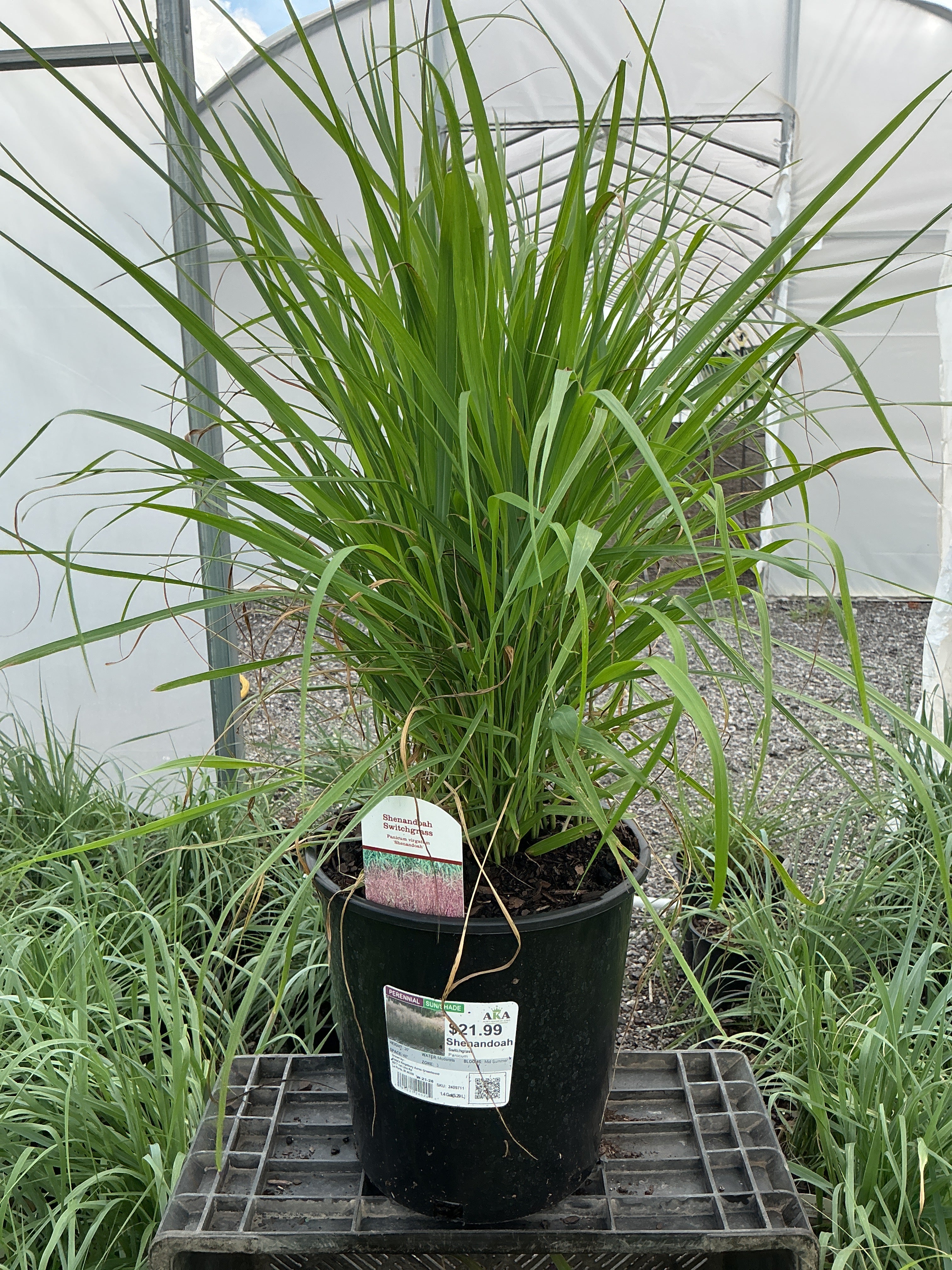Panicum Switchgrass Shenandoah