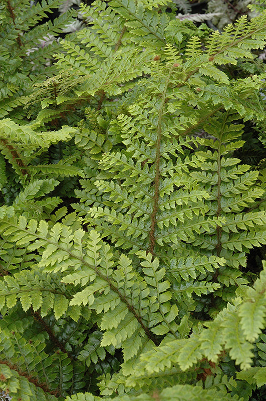 Polystichum Korean Tassel Fern Polyblepharum tassel fern