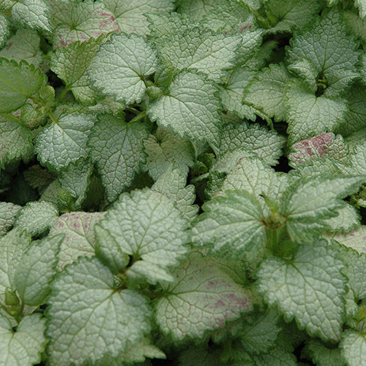 Lamium Dead Nettle Ghost - 6" Perennial