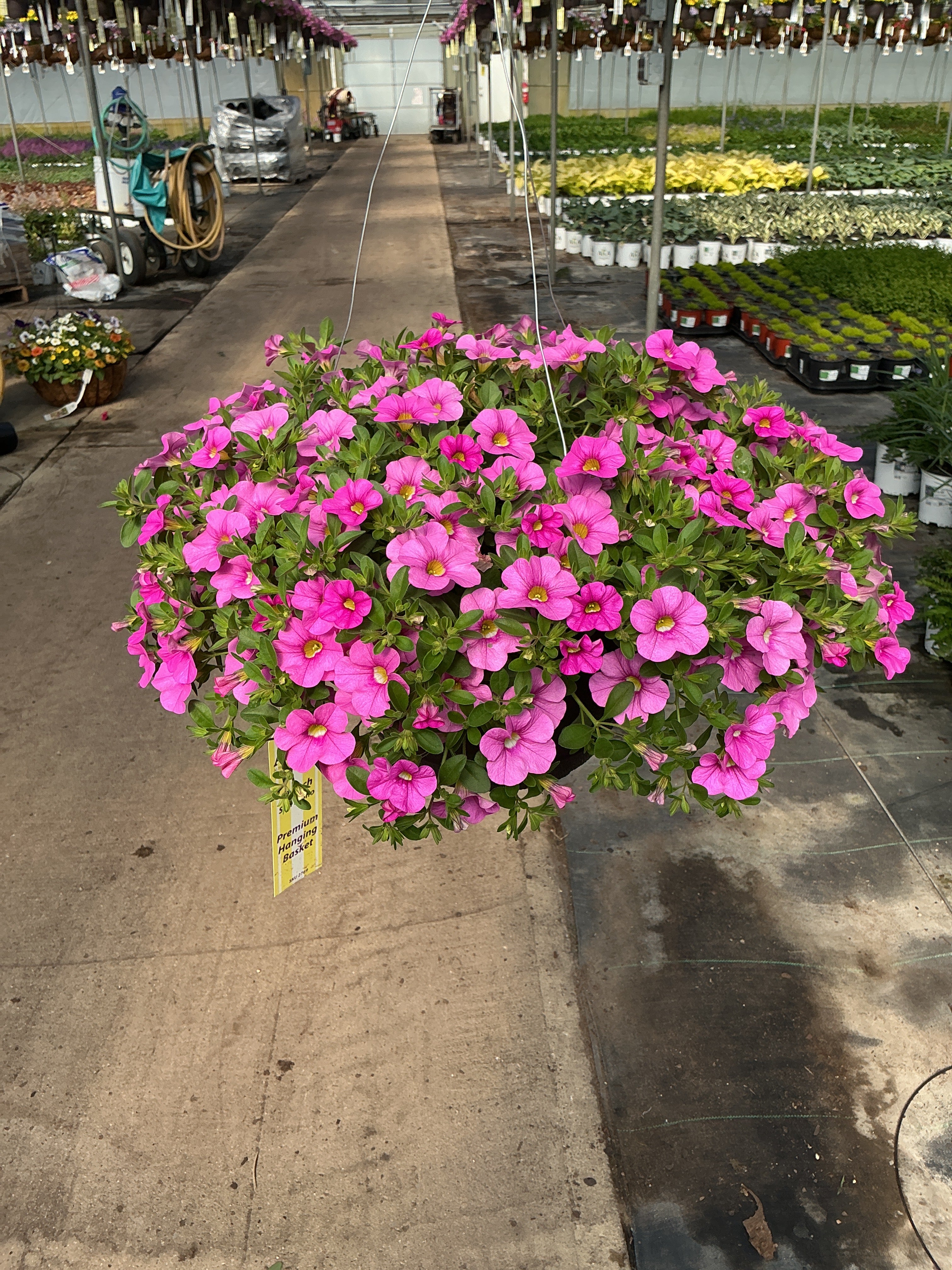 Calibrachoa Cabaret Pink Light - 11" Hanging Basket