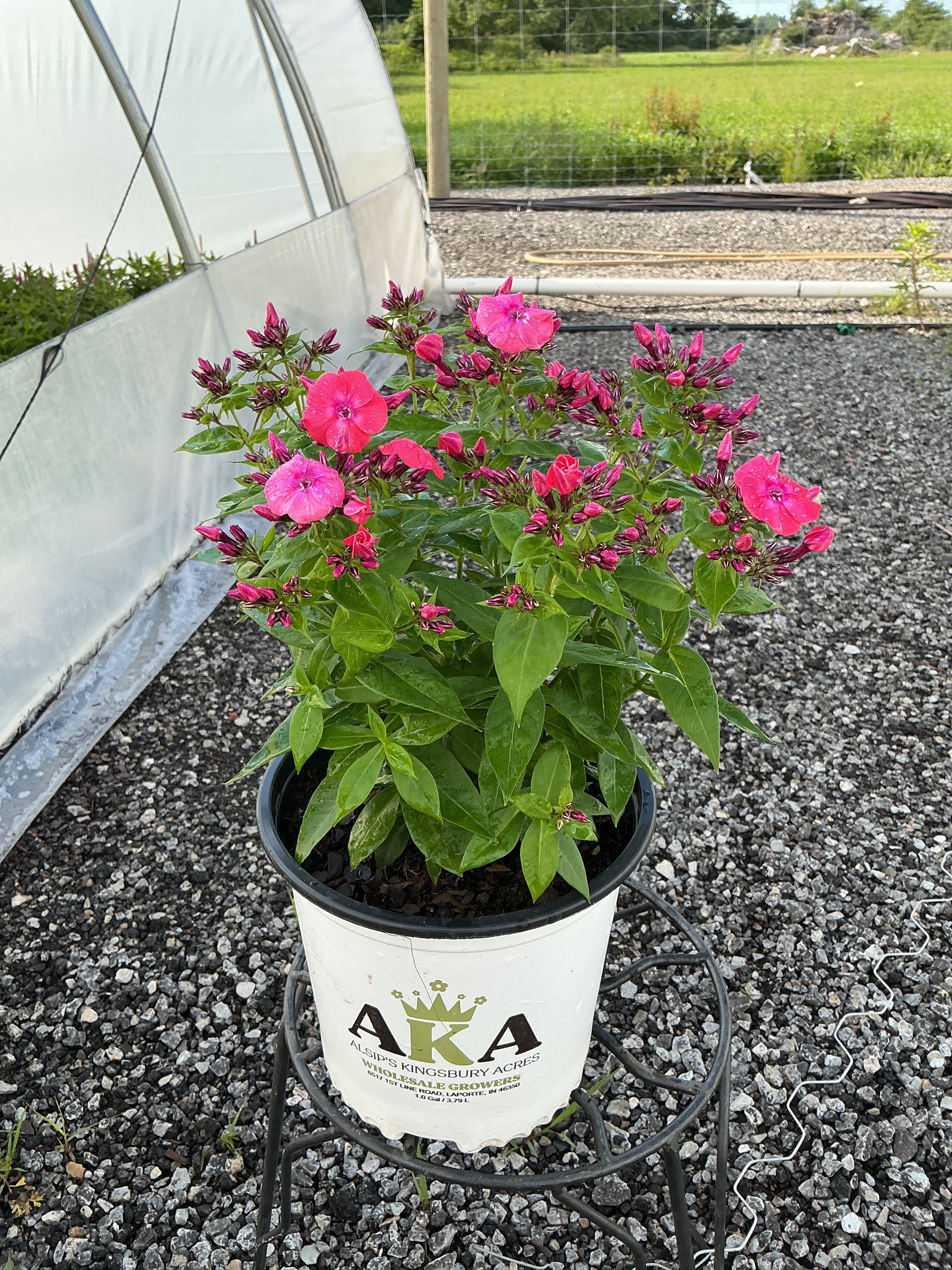 Phlox Garden Phlox Flame Pro Cerise