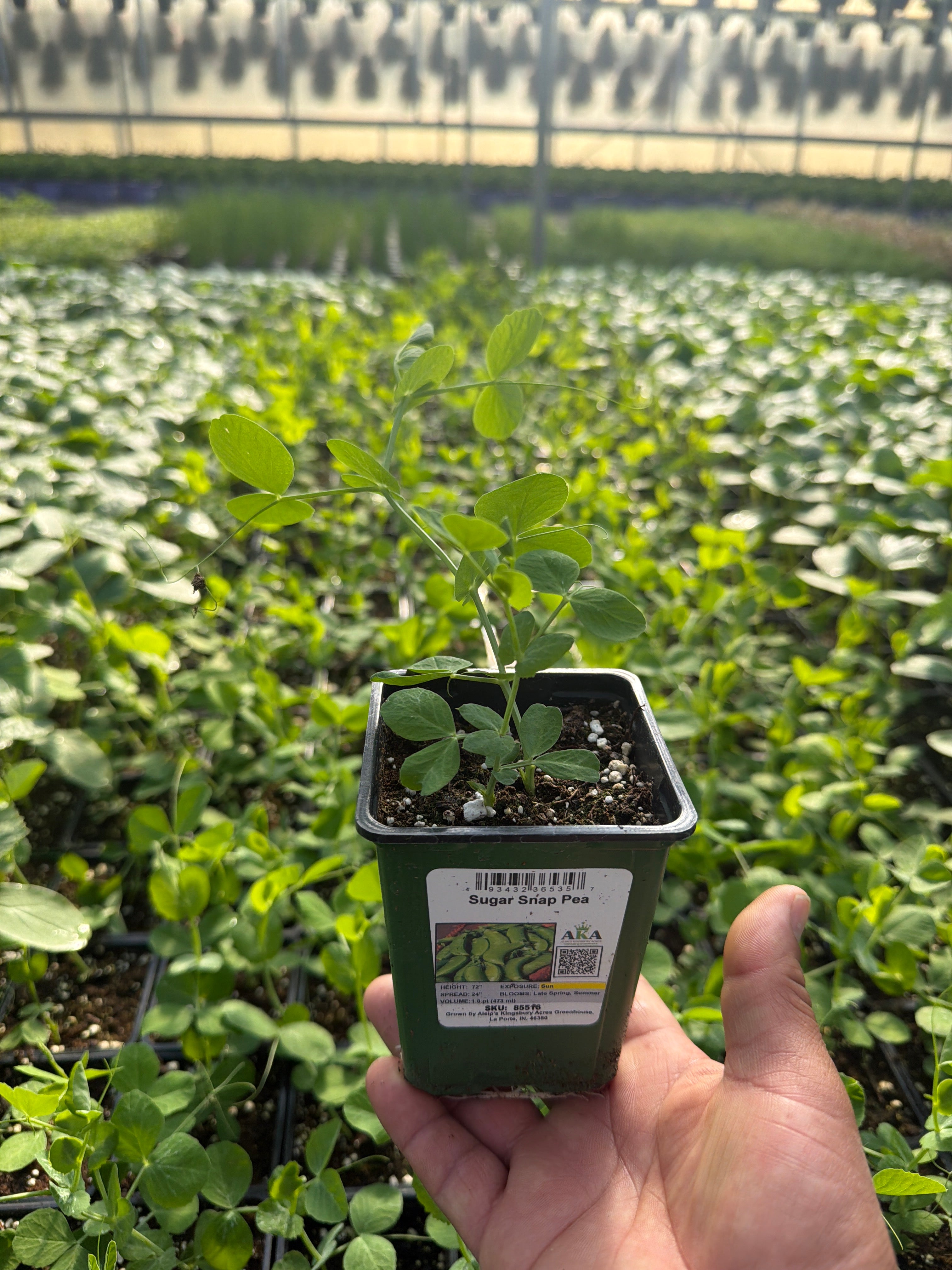 Sugar Snap Pea - 4" Potted Vegetable