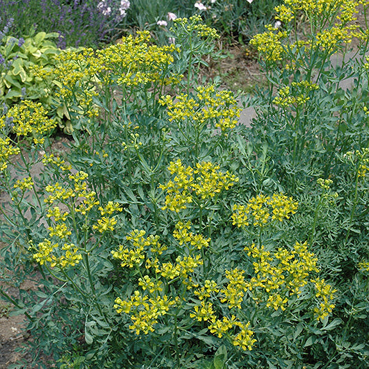 Common Rue, graveolens Ruta - 4.33" Potted Herb