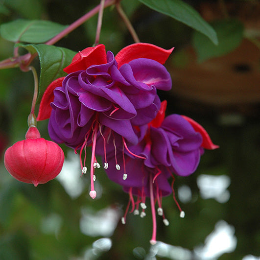 Fuchsia Trailing Blue Eyes - 11" Hanging Basket