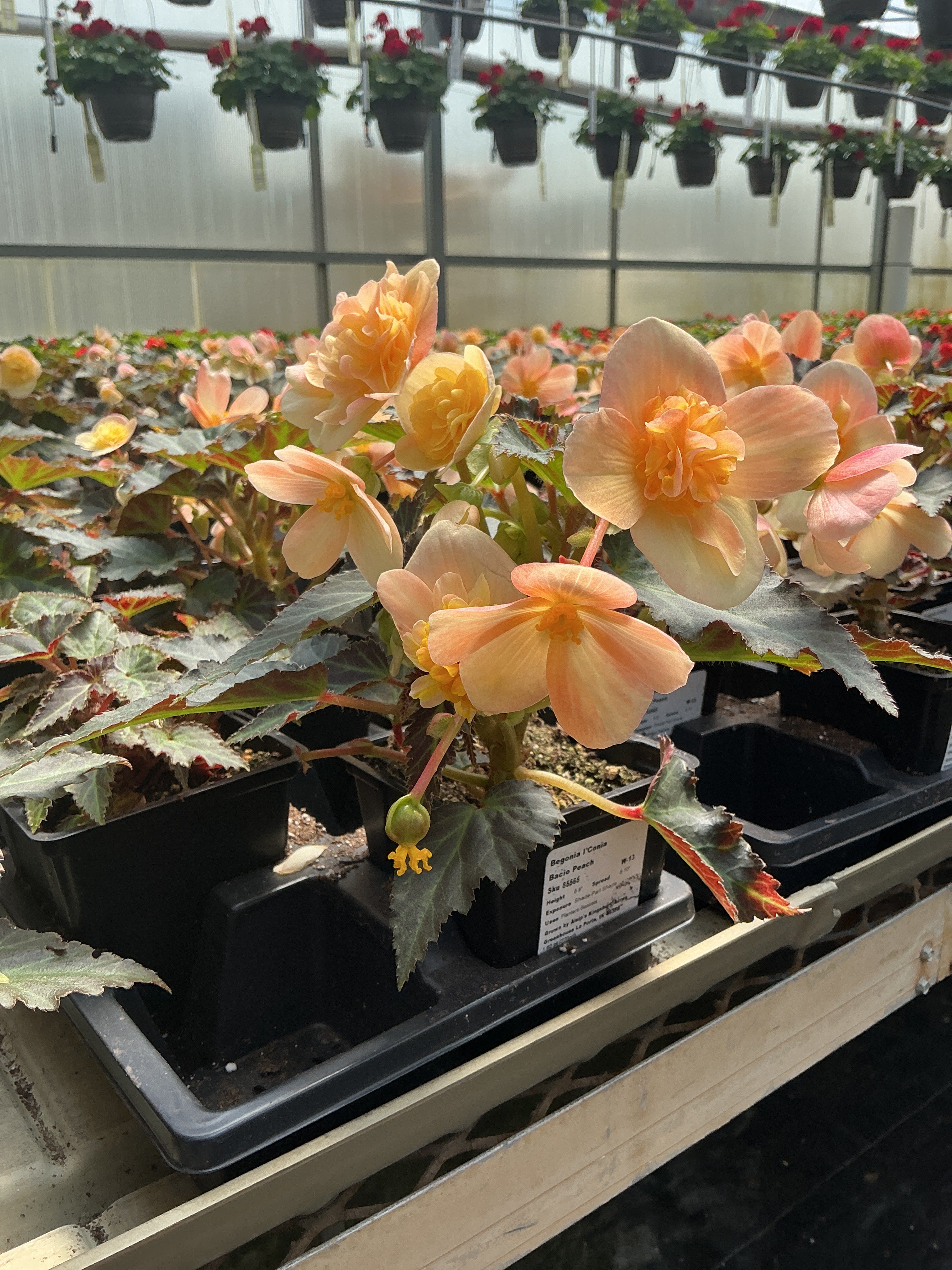 Begonia I'Conia Bacio Peach - 4.5" Potted Begonia