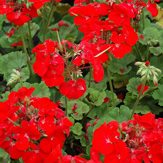 Geranium Pinto Premium Deep Red - 4 Pack Annual