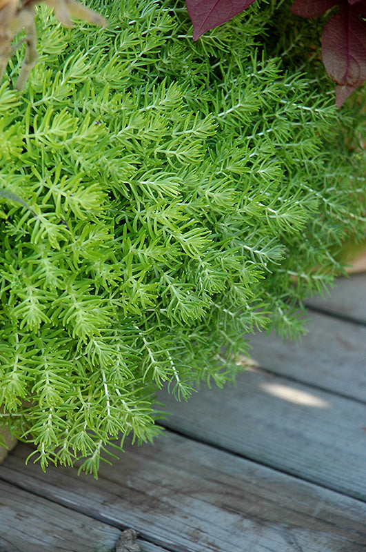 Sedum Lemon Ball - 4.33" Premium Annual