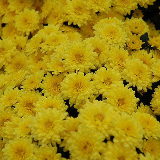 Sundance Yellow - 10" Deco Pot Garden Mum