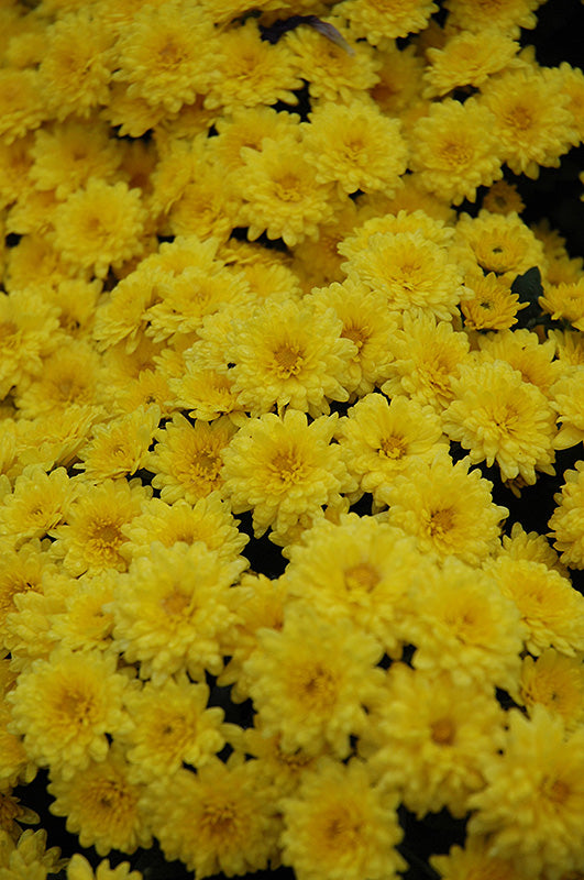 Sundance Yellow - 8"x6" Potted Garden Mum
