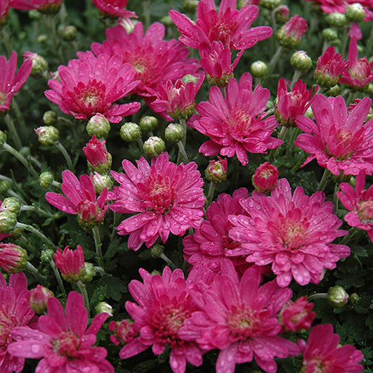 Jacqueline Pink Ipd - 10" Deco Pot Garden Mum